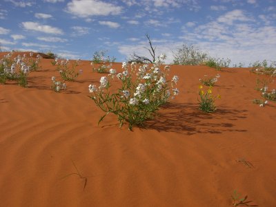 Simpson Desert Wildflowers IV