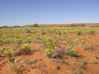 Sinpson Desert Wildflowers VIII