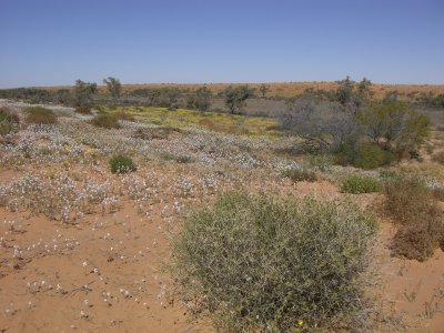 Simpson Desert Wildflowers IX