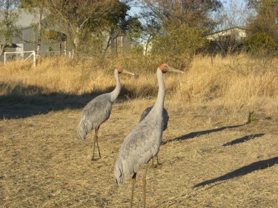 Brolgas at Kynuna.jpg