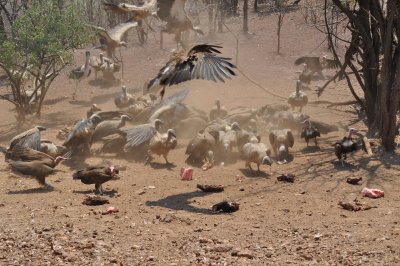 Vultures feeding .JPG