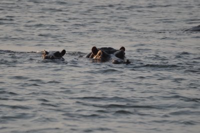 Hippo's in the Zambese River.JPG