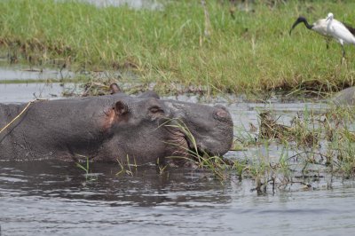 Hippo in the Chobe Ri ver.JPG
