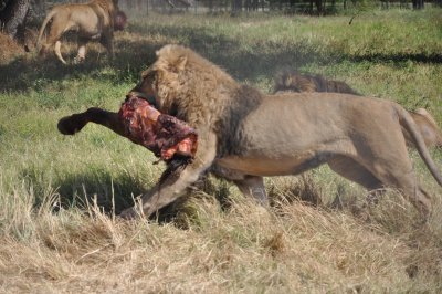 Lion feeding at Antelope Park - Gweru.JPG