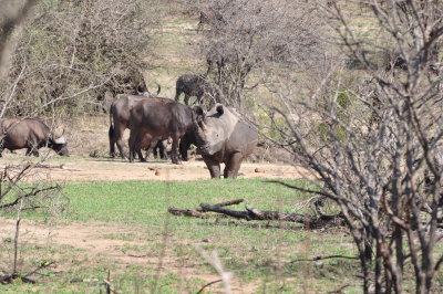 Rhinoceros and Water buffalo.JPG