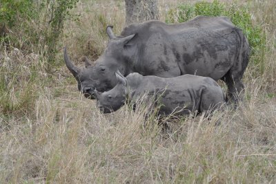 Rhino's at Kruger.JPG