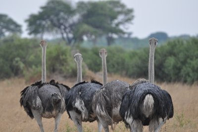 Ostriches.JPG