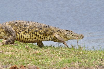 A Nile River Crocodile.JPG