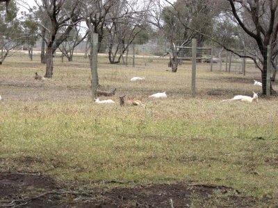White kangaroos at Bordertown