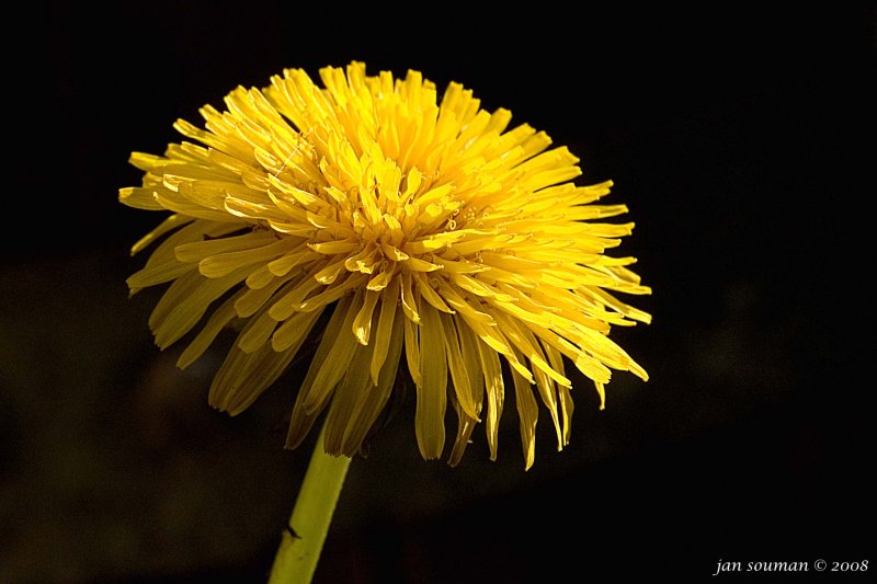 Dandelion