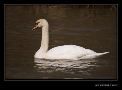 Swan