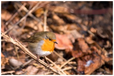 Robin