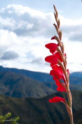 Flower