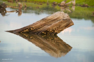 Log