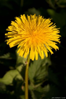 Dandelion