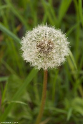 Dandelion