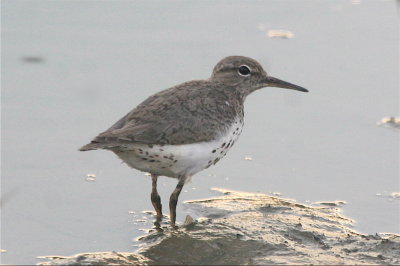  SPOTTED SANDPIPER.JPG