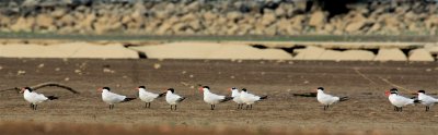  CASPIAN TERNS II.JPG