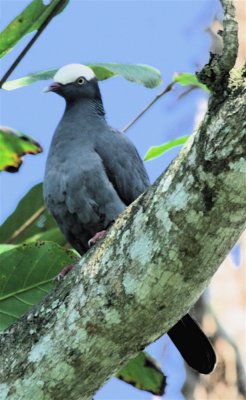 WHITE-CROWNED PIGEON