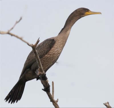  DOUBLE-CRESTED CORMORANT