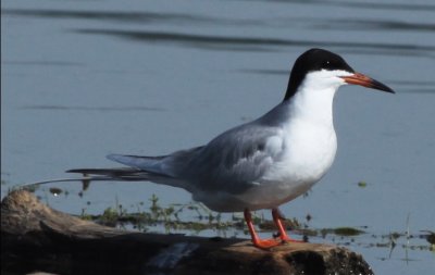  FORSTERS TERN