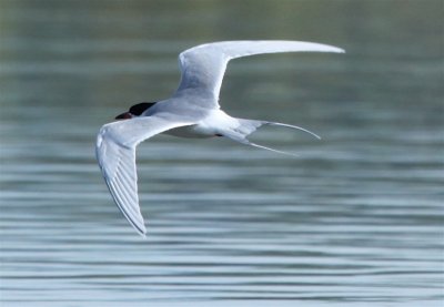 FORSTERS TERN -in flight