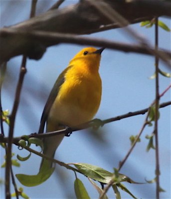  PROTHONOTARY WARBLER