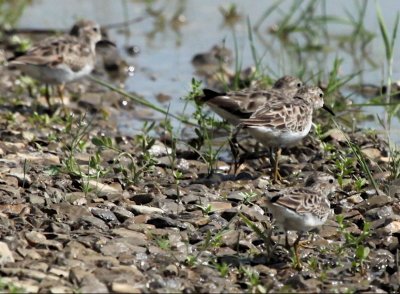  LEAST SANDPIPERS