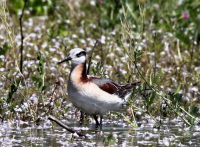 WILSONS PHALAROPE (a)