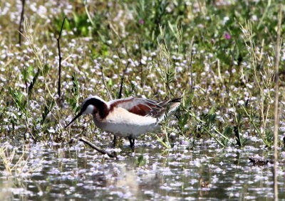  WILSONS PHALAROPE (b)