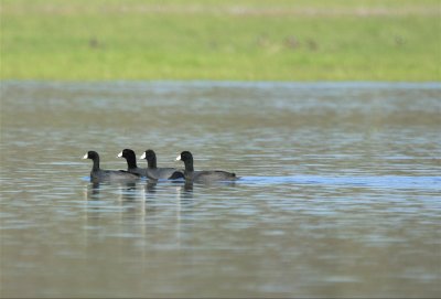  AMERICAN COOTS