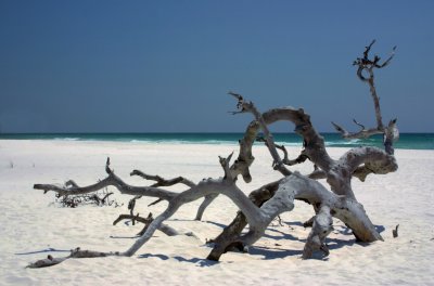 Beach Tree Skeleton