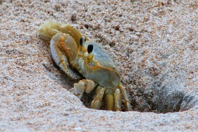 Sand Crab venturing out
