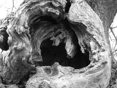 Arbre 210207 21.jpg