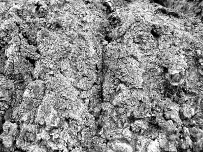 Arbre 210207 33.jpg