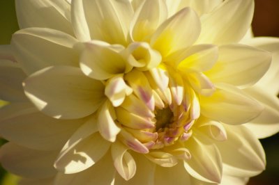 White Dahlia