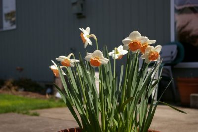 Daffodils