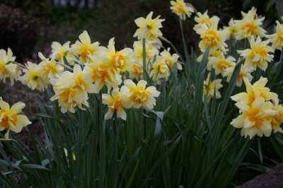 Different Daffodils