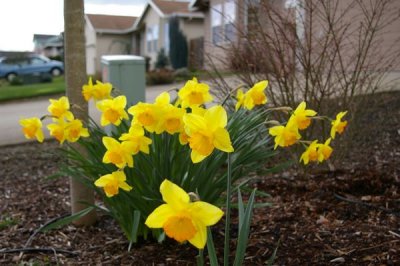 Good Old Daffodils