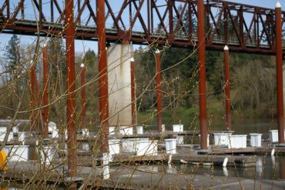 Willamette River