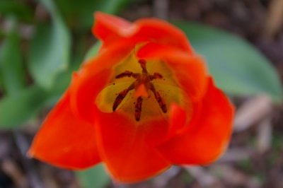 Tulip In Bloom
