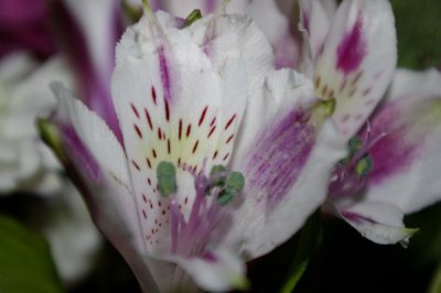 White Tiger Lily