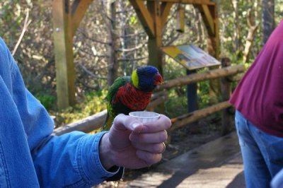 Colorful Bird