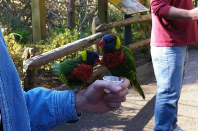 Birds