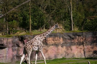 Giraffe
