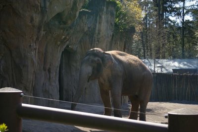 Elephant