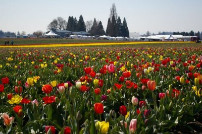 Tulip Field