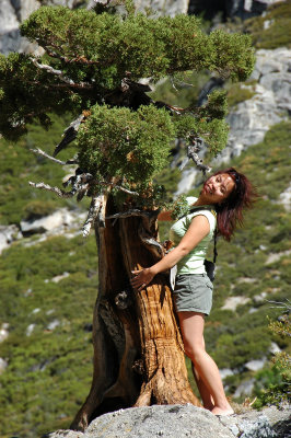 l'm hugging the tree, hwy 120 Tioga Pass  May 2008