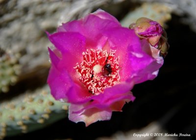 cactus flower