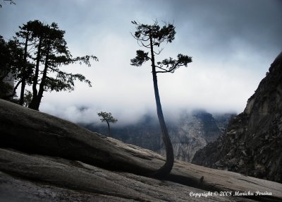 trees that grow in granite